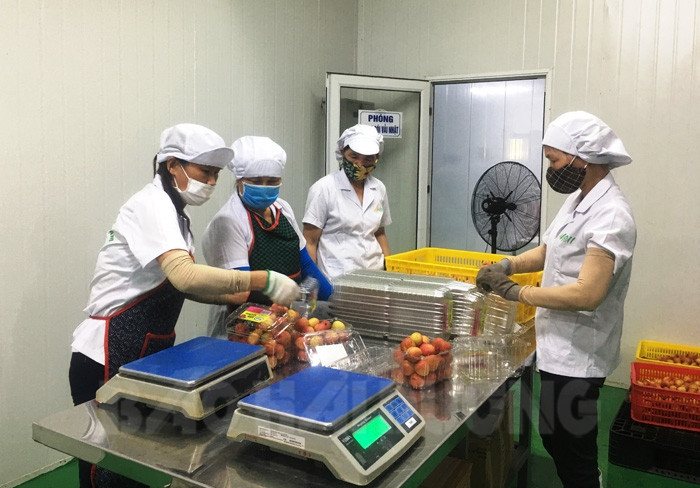 Hai Duong’s fresh lychees exported to Thailand for first time